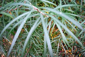 Salix elaeagnos 'Angustifolia' 60-80 cm wortelgoed struik - afbeelding 3