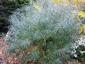 Salix elaeagnos 'Angustifolia' 60-80 cm wortelgoed struik - afbeelding 4