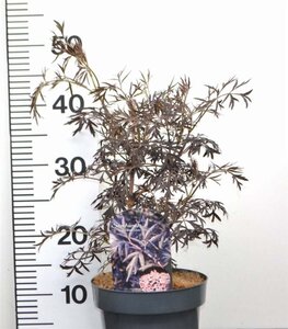 Sambucus nigra Black Lace 30-40 cm cont. 3,0L - afbeelding 8