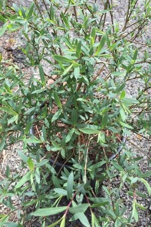 Salix purpurea 'Nana' 40-60 cm wortelgoed struik - afbeelding 2