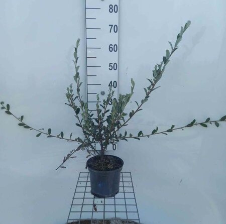 Salix repens 60-80 cm cont. 3,0L - afbeelding 3