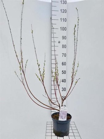 Salix repens 60-80 cm cont. 3,0L - afbeelding 4