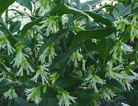 Sarcococca hookeriana 20-25 cm cont. 3,0L - afbeelding 1