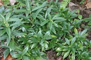 Sarcococca hookeriana 20-25 cm cont. 3,0L - afbeelding 3