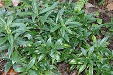 Sarcococca hookeriana 25-30 cm cont. 3,0L - afbeelding 3