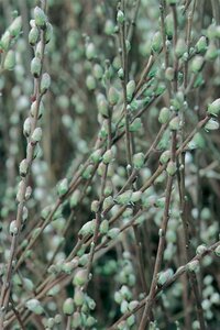 Salix repens nitida 60-80 cm wortelgoed struik - afbeelding 2