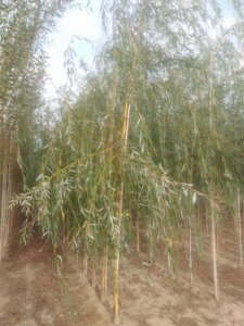 Salix sepulcralis 'Chrysocoma' 12-14 Hoogstam wortelgoed 2 X verplant