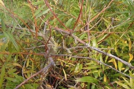 Salix udensis 'Sekka' 60-80 cm wortelgoed struik