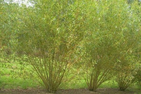 Salix viminalis 100-140 cm wortelgoed struik - afbeelding 2