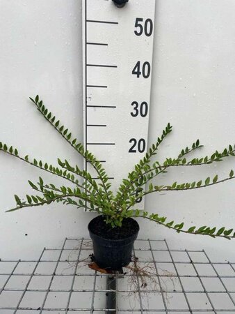 Lonicera pileata 'Moss Green' geen maat specificatie cont. 1L - afbeelding 1