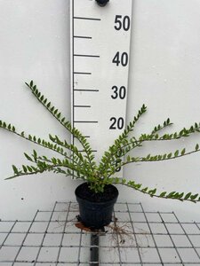 Lonicera pileata 'Moss Green' geen maat specificatie cont. 1L - afbeelding 2