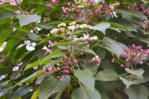 Clerodendrum trichotomum fargesii 125-150 cm container - afbeelding 3