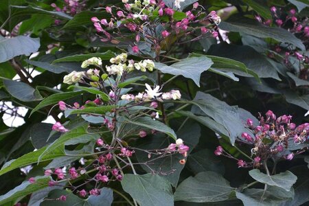Clerodendrum trichotomum fargesii 125-150 cm container - afbeelding 4