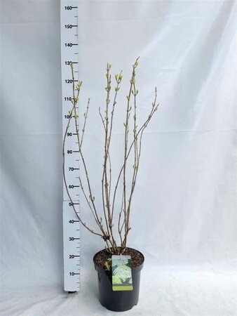 Hydrangea a. 'Annabelle' 60-80 cm cont. 10L - afbeelding 4