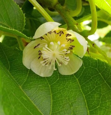 Actinidia a. 'Issai' ♀♂ 40-60 cm cont. 2,0L - afbeelding 1