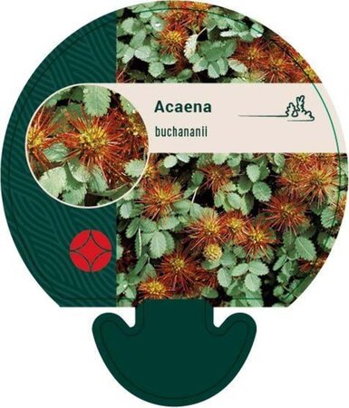 Acaena buchananii geen maat specificatie 0,55L/P9cm - afbeelding 2