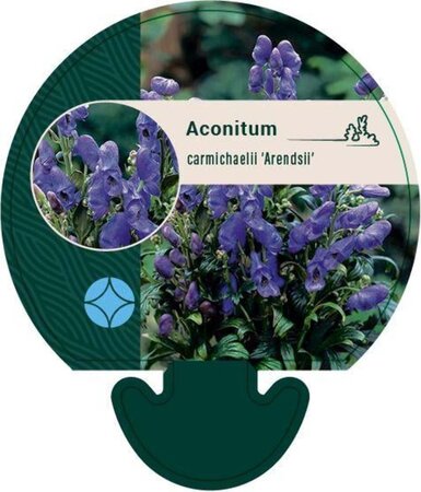 Aconitum carm. 'Arendsii' geen maat specificatie 0,55L/P9cm - afbeelding 2
