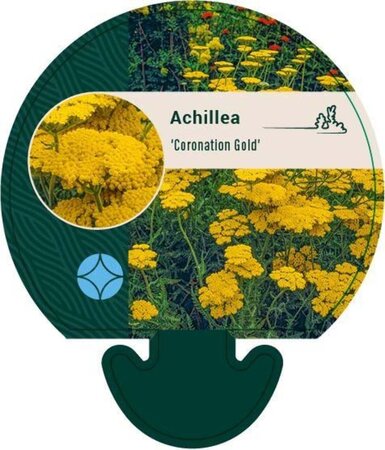 Achillea 'Coronation Gold' geen maat specificatie 0,55L/P9cm - afbeelding 3