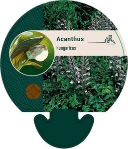 Acanthus hungaricus geen maat specificatie 0,55L/P9cm - afbeelding 1