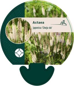 Actaea japonica 'Cheju-do' geen maat specificatie 0,55L/P9cm - afbeelding 1
