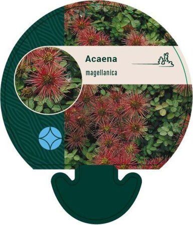 Acaena magellanica geen maat specificatie 0,55L/P9cm - afbeelding 1
