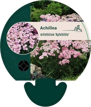 Achillea m. 'Apfelblüte' geen maat specificatie 0,55L/P9cm - afbeelding 2