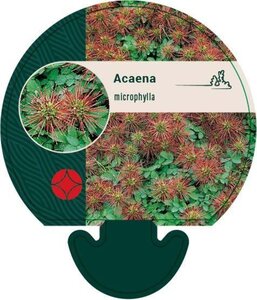Acaena microphylla geen maat specificatie 0,55L/P9cm - afbeelding 2