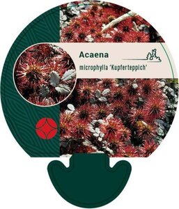 Acaena microphylla 'Kupferteppich' geen maat specificatie 0,55L/P9cm - afbeelding 1