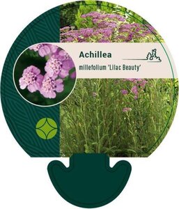 Achillea m. 'Lilac Beauty' geen maat specificatie 0,55L/P9cm - afbeelding 1