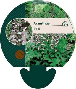 Acanthus mollis geen maat specificatie 0,55L/P9cm - afbeelding 3