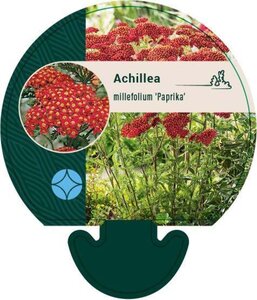 Achillea m. 'Paprika' geen maat specificatie 0,55L/P9cm - afbeelding 2