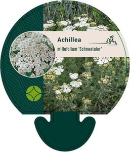 Achillea m. 'Schneetaler' geen maat specificatie 0,55L/P9cm - afbeelding 2