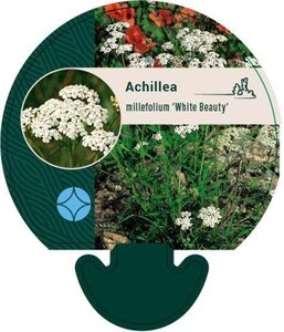Achillea m. 'White Beauty' geen maat specificatie 0,55L/P9cm