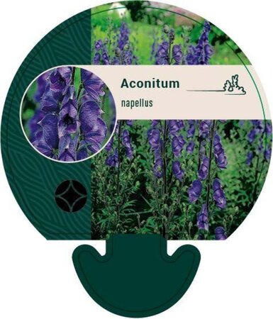Aconitum napellus geen maat specificatie 0,55L/P9cm - afbeelding 2