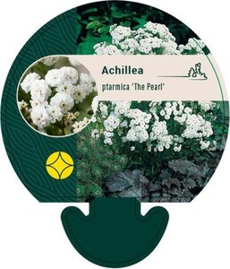 Achillea ptarmica 'The Pearl' geen maat specificatie 0,55L/P9cm - afbeelding 3