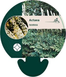 Actaea racemosa geen maat specificatie 0,55L/P9cm - afbeelding 2