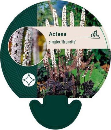 Actaea simp. 'Brunette' geen maat specificatie 0,55L/P9cm - afbeelding 1