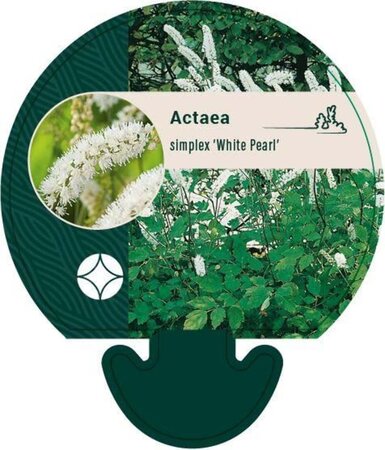 Actaea simp. 'White Pearl' geen maat specificatie 0,55L/P9cm - afbeelding 3