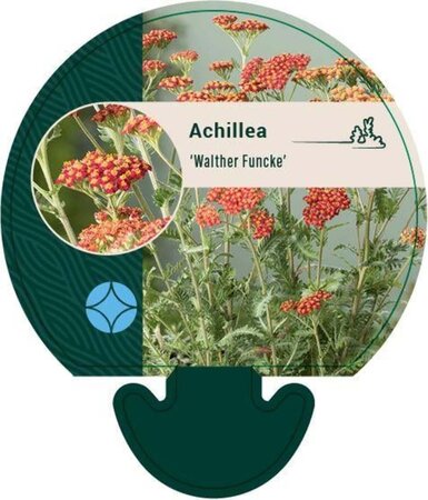 Achillea 'Walther Funcke' geen maat specificatie 0,55L/P9cm - afbeelding 1