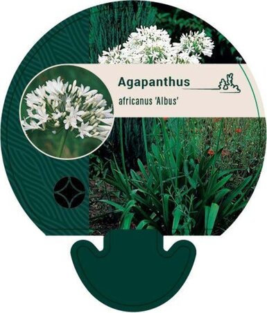 Agapanthus afr. 'Albidus' geen maat specificatie 0,55L/P9cm - afbeelding 5