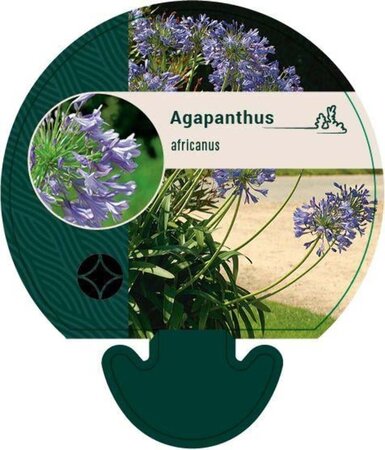 Agapanthus africanus geen maat specificatie 0,55L/P9cm - afbeelding 2