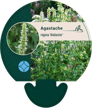 Agastache rugosa 'Alabaster' geen maat specificatie 0,55L/P9cm
