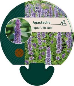 Agastache rugosa 'Little Adder' geen maat specificatie 0,55L/P9cm