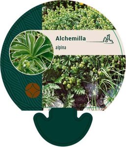 Alchemilla alpina geen maat specificatie 0,55L/P9cm - afbeelding 2