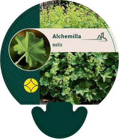 Alchemilla mollis geen maat specificatie 0,55L/P9cm - afbeelding 6
