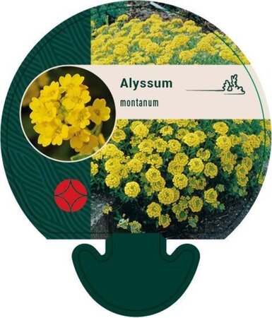 Alyssum montanum geen maat specificatie 0,55L/P9cm - afbeelding 2