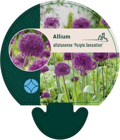 Allium 'Purple Sensation' geen maat specificatie 0,55L/P9cm - image 2