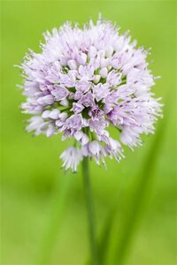 Allium 'Summer Beauty' geen maat specificatie P15 cm