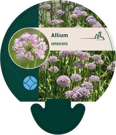 Allium senescens geen maat specificatie 0,55L/P9cm - afbeelding 1