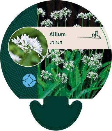 Allium ursinum geen maat specificatie 0,55L/P9cm - afbeelding 7